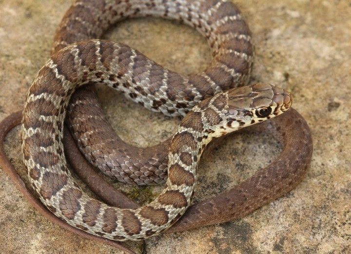 Eastern Yellowbelly Racer
